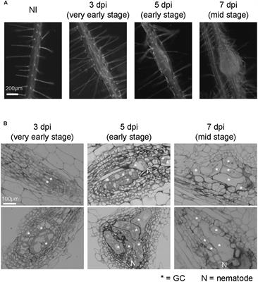 Root-Knot and Cyst Nematodes Activate Procambium-Associated Genes in Arabidopsis Roots